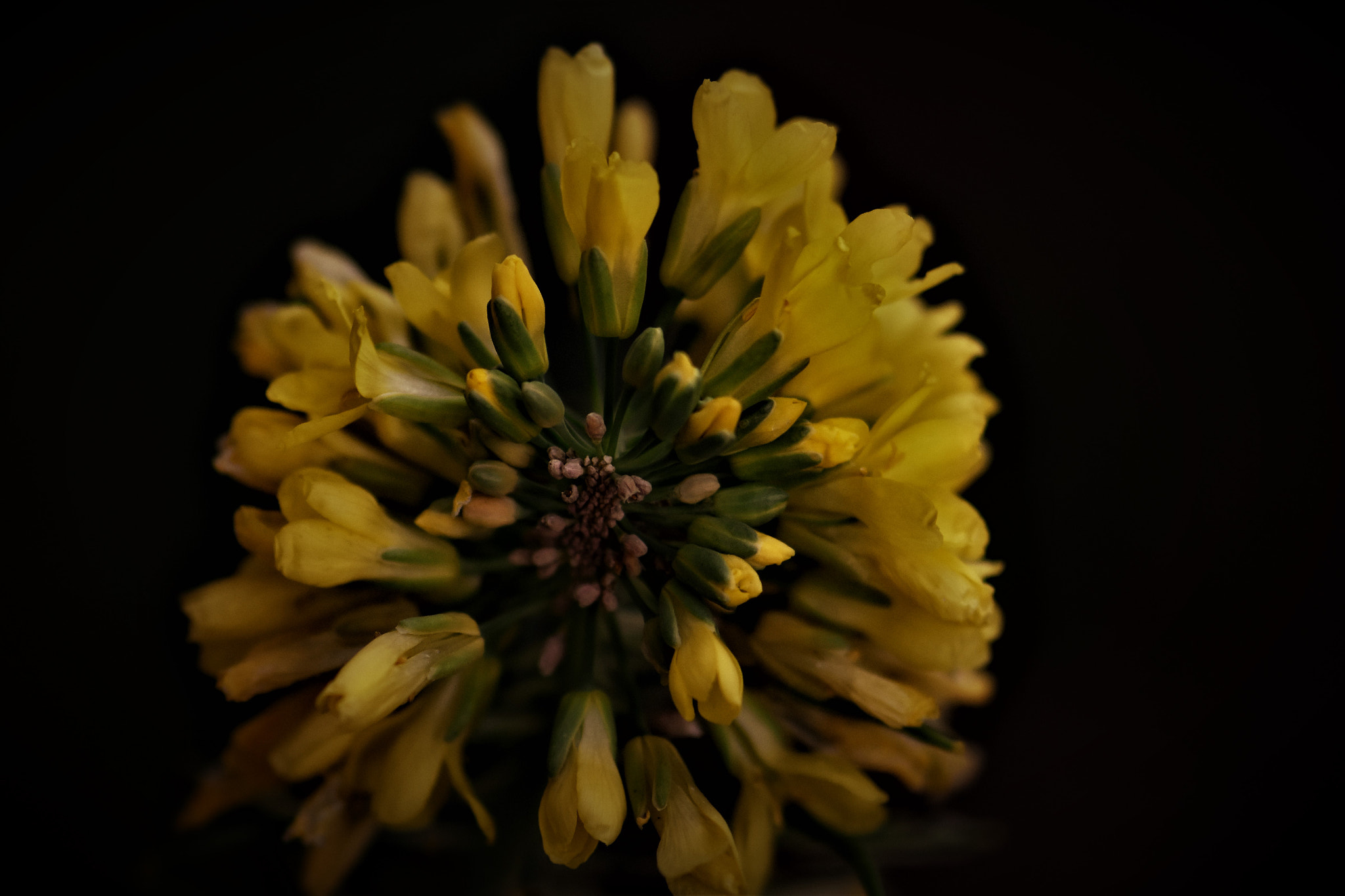 Nikon AF-S Micro-Nikkor 105mm F2.8G IF-ED VR sample photo. Blooms . . . photography