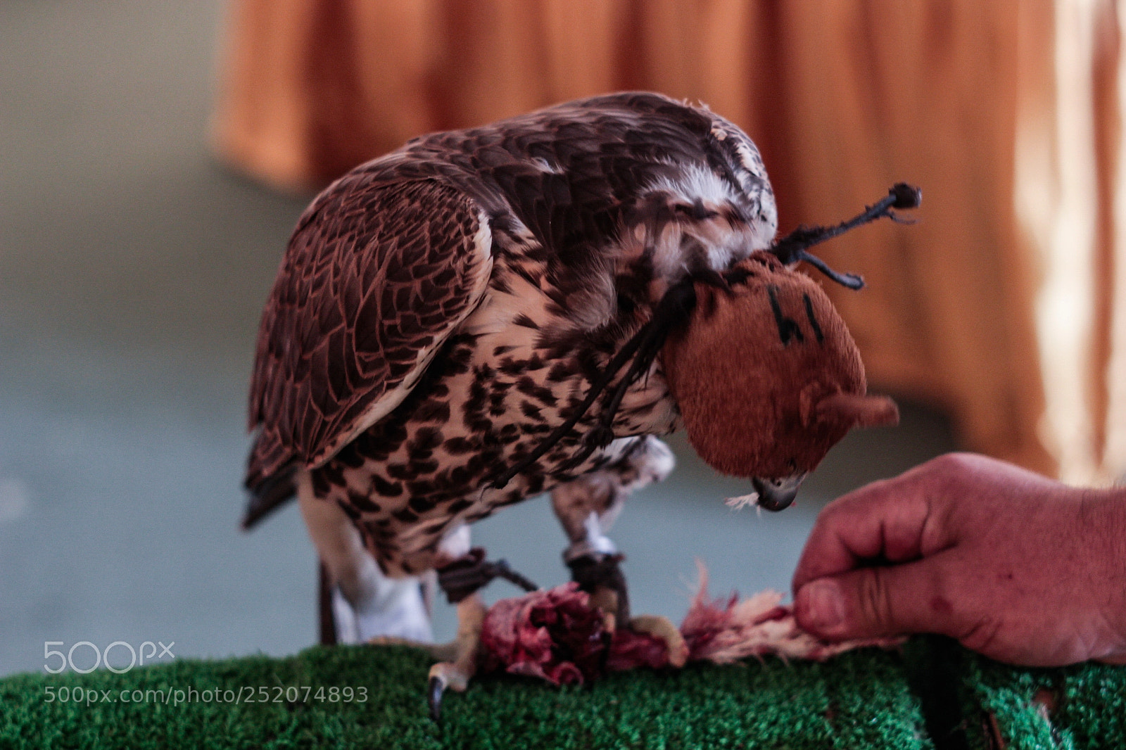 Canon EOS 100D (EOS Rebel SL1 / EOS Kiss X7) sample photo. Arabian falcon photography