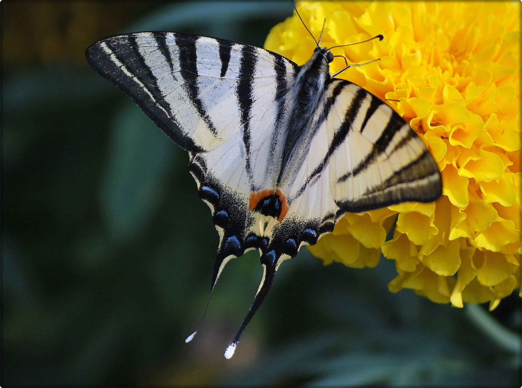 Nikon D60 sample photo. Cdcc orig photography