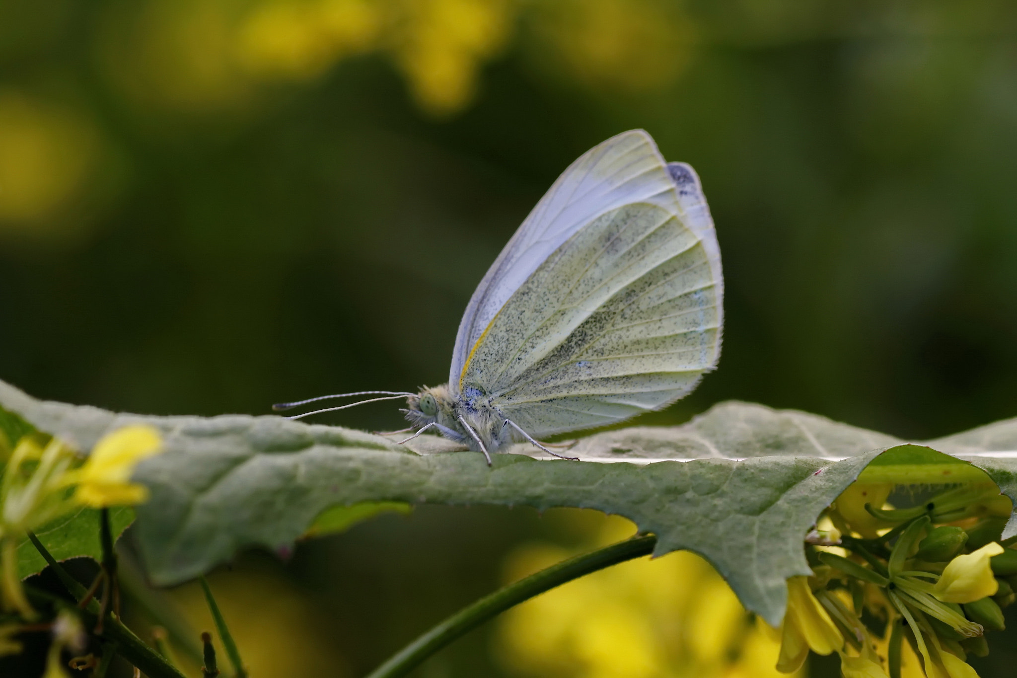 Canon EOS 7D + Tamron SP AF 90mm F2.8 Di Macro sample photo