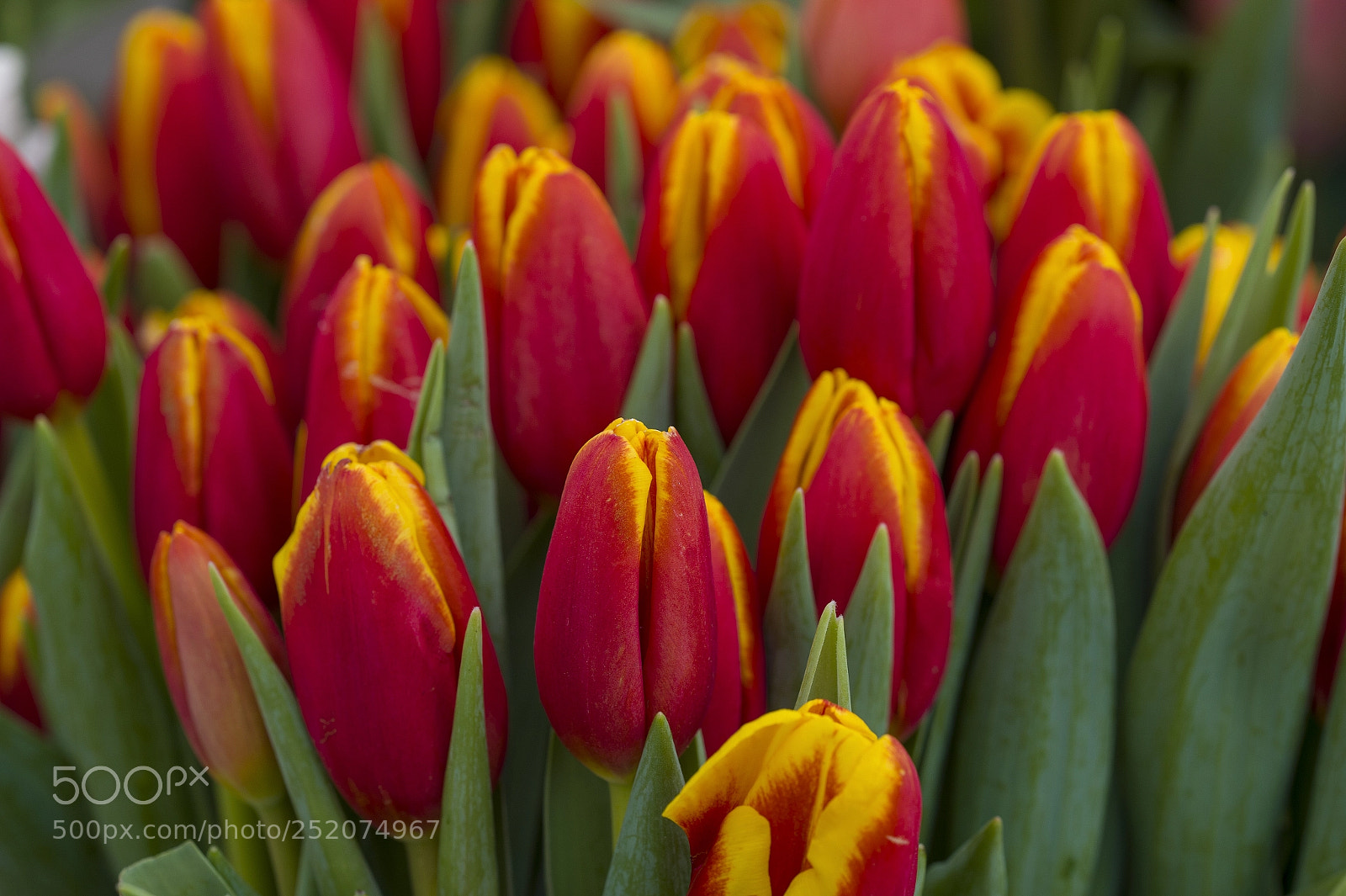 Nikon D4 sample photo. Tulip bushel photography