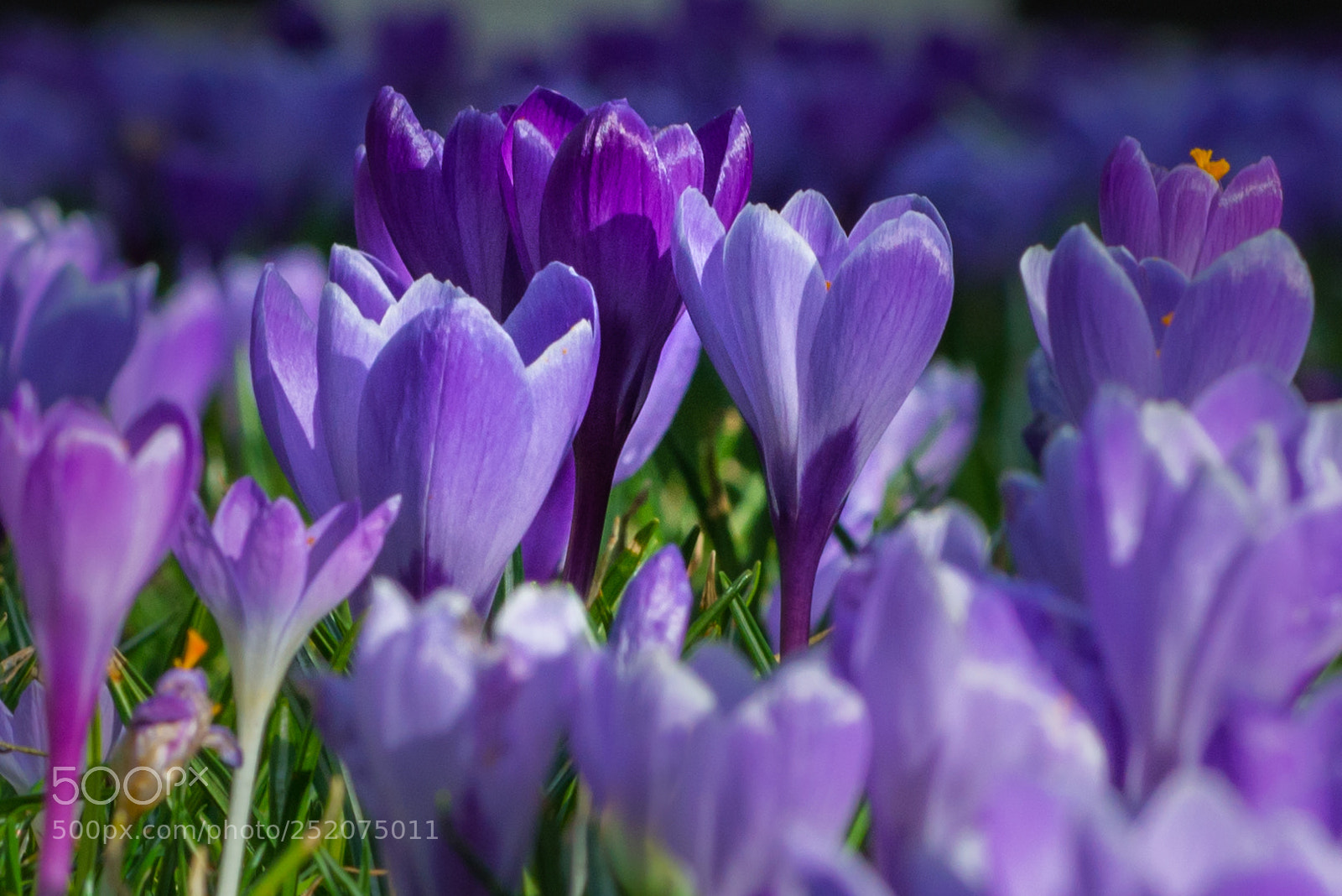 Nikon D800 sample photo. Crocus vernus photography
