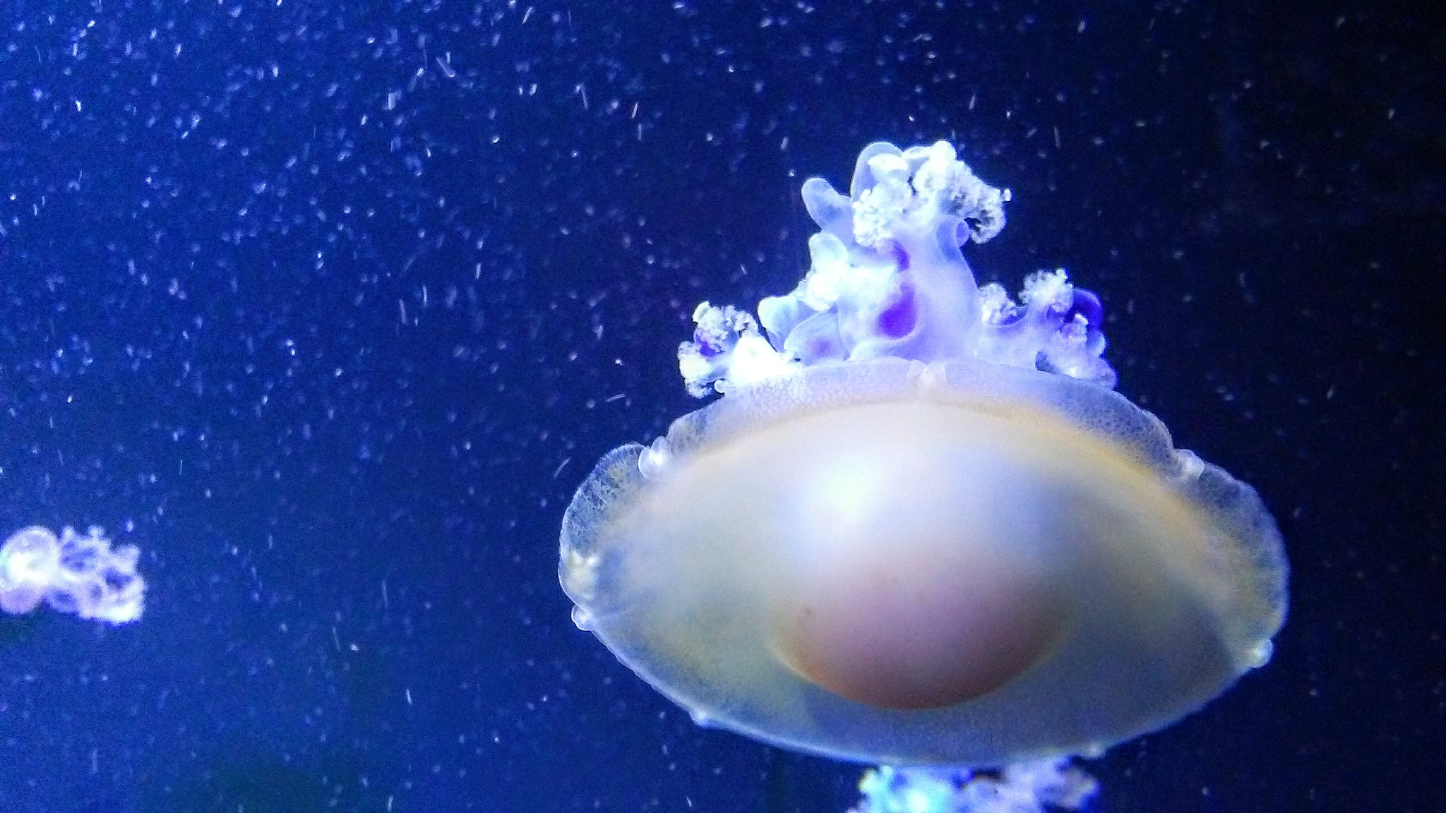 LG Phoenix 3 sample photo. Jelly fish photography