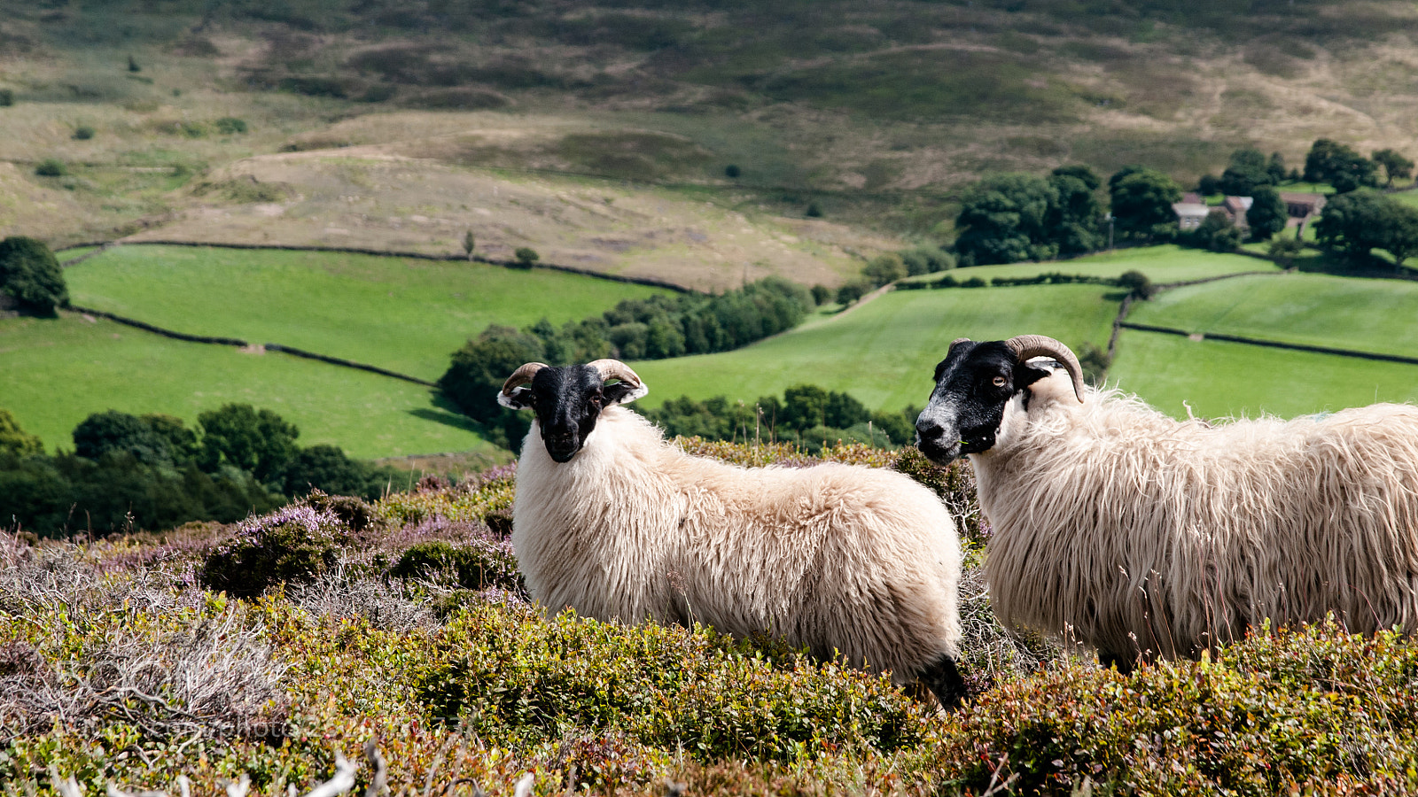 Nikon D300 sample photo. Sheep photography