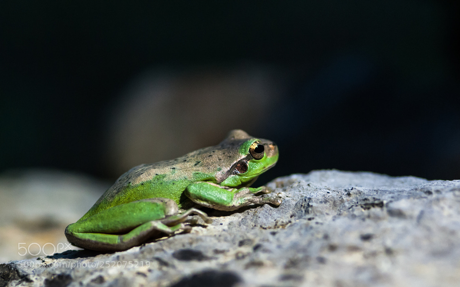 Nikon D300 sample photo. Frog photography