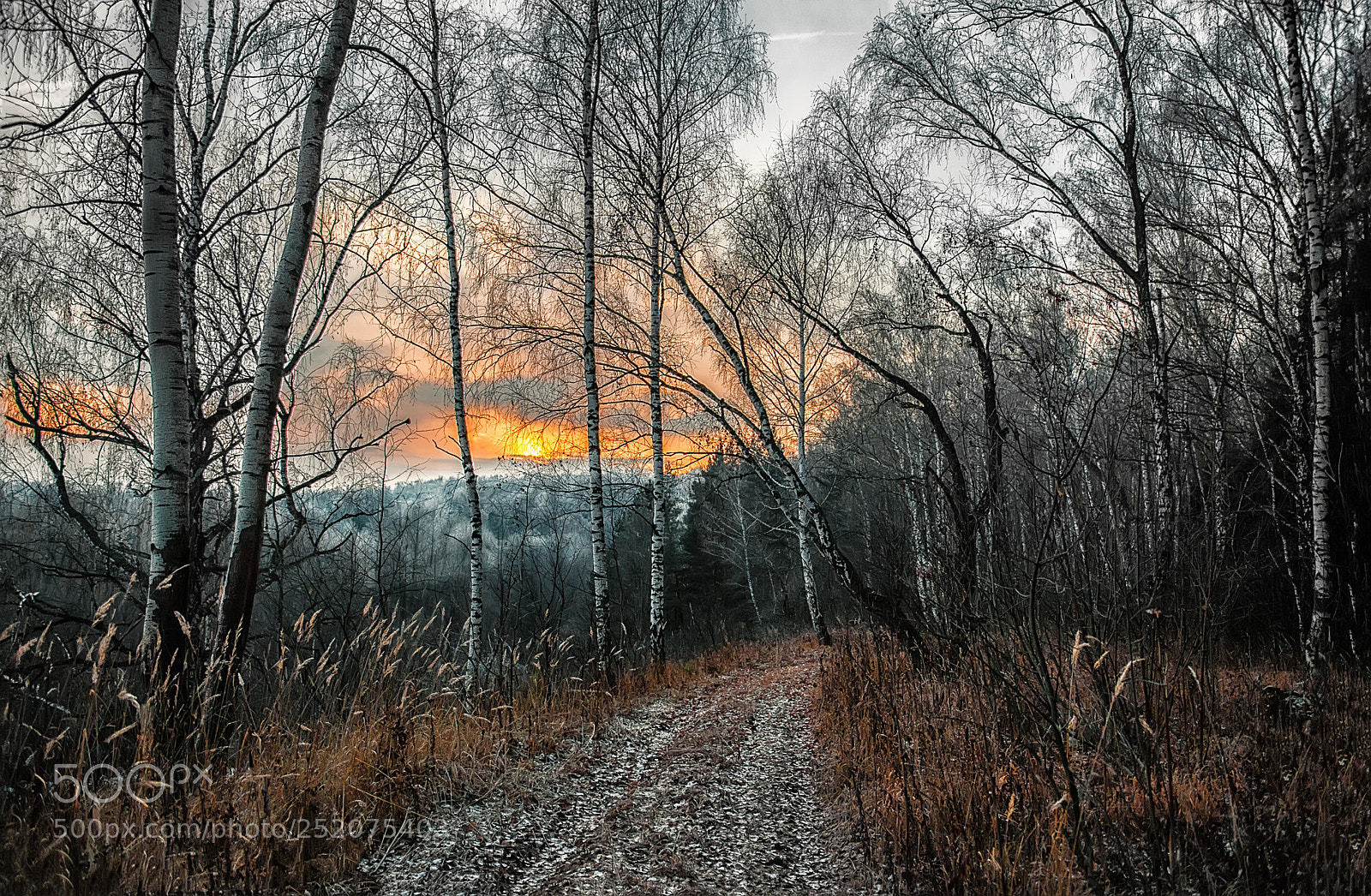 Nikon D700 sample photo. Road in autumn forest photography