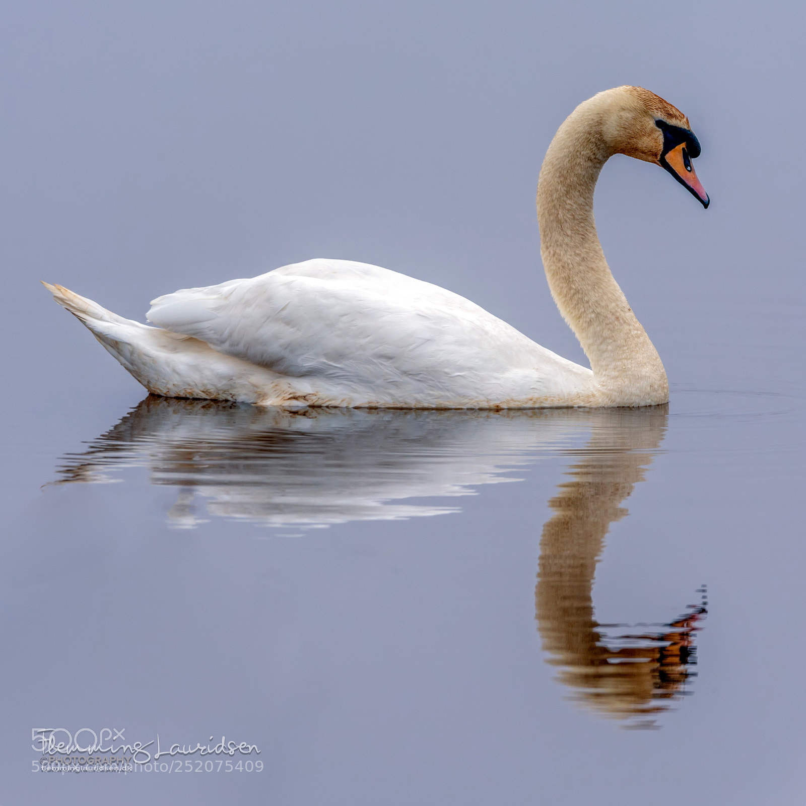 Nikon D800 sample photo. Mute swan photography