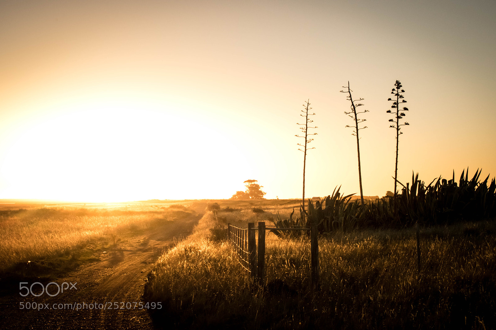 Nikon D5300 sample photo. Road to the sun photography