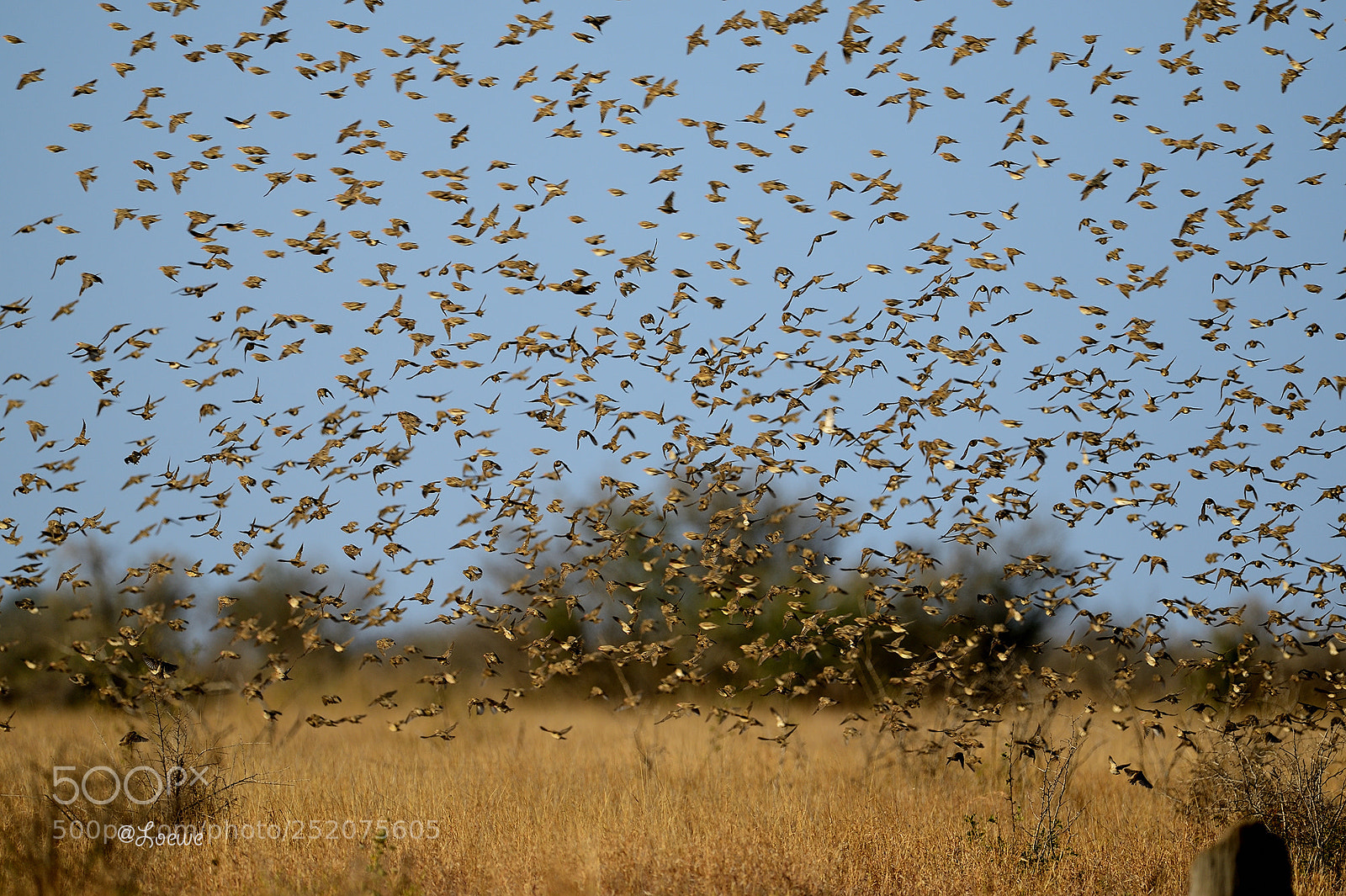Nikon D5 sample photo. Birds photography