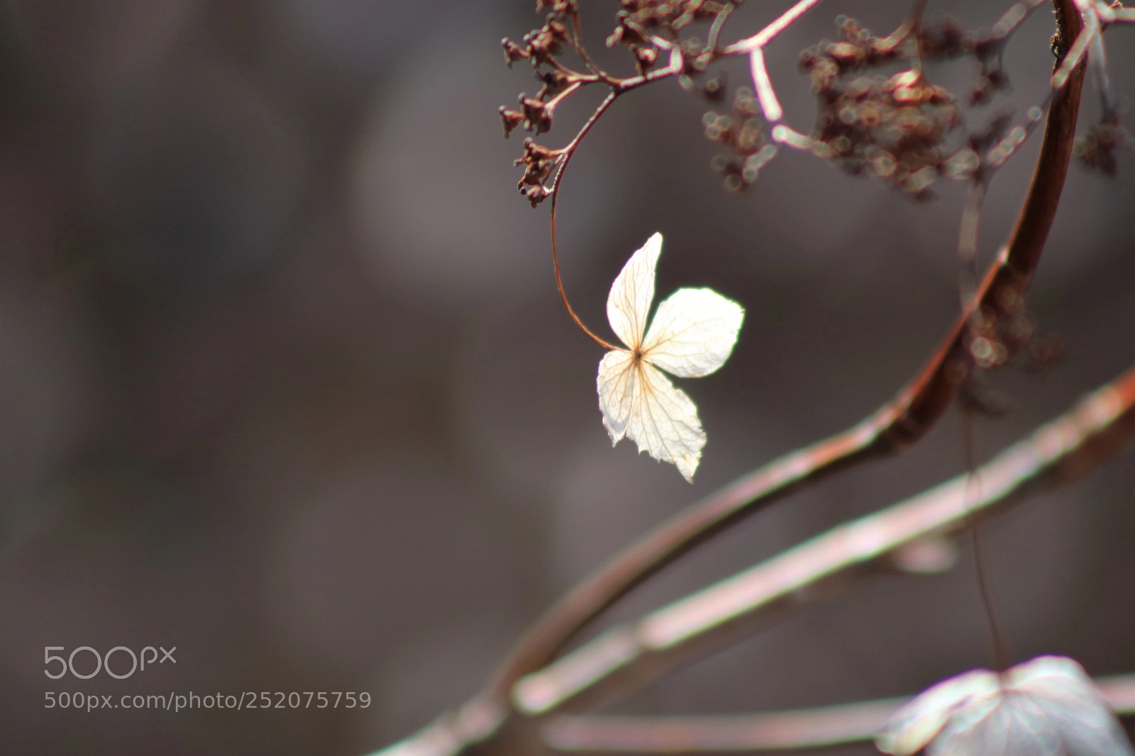 Canon EOS 750D (EOS Rebel T6i / EOS Kiss X8i) sample photo. Delicate nature photography
