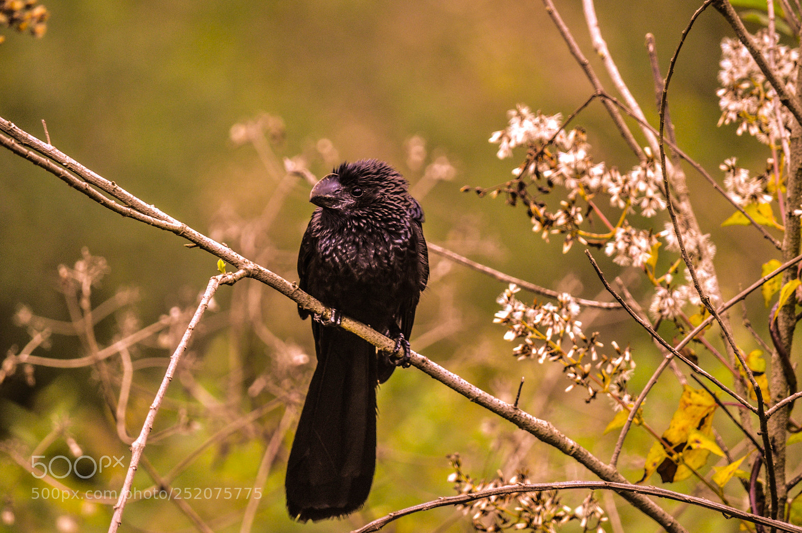 Nikon D5000 sample photo. Anú preto (crotophaga ani) photography