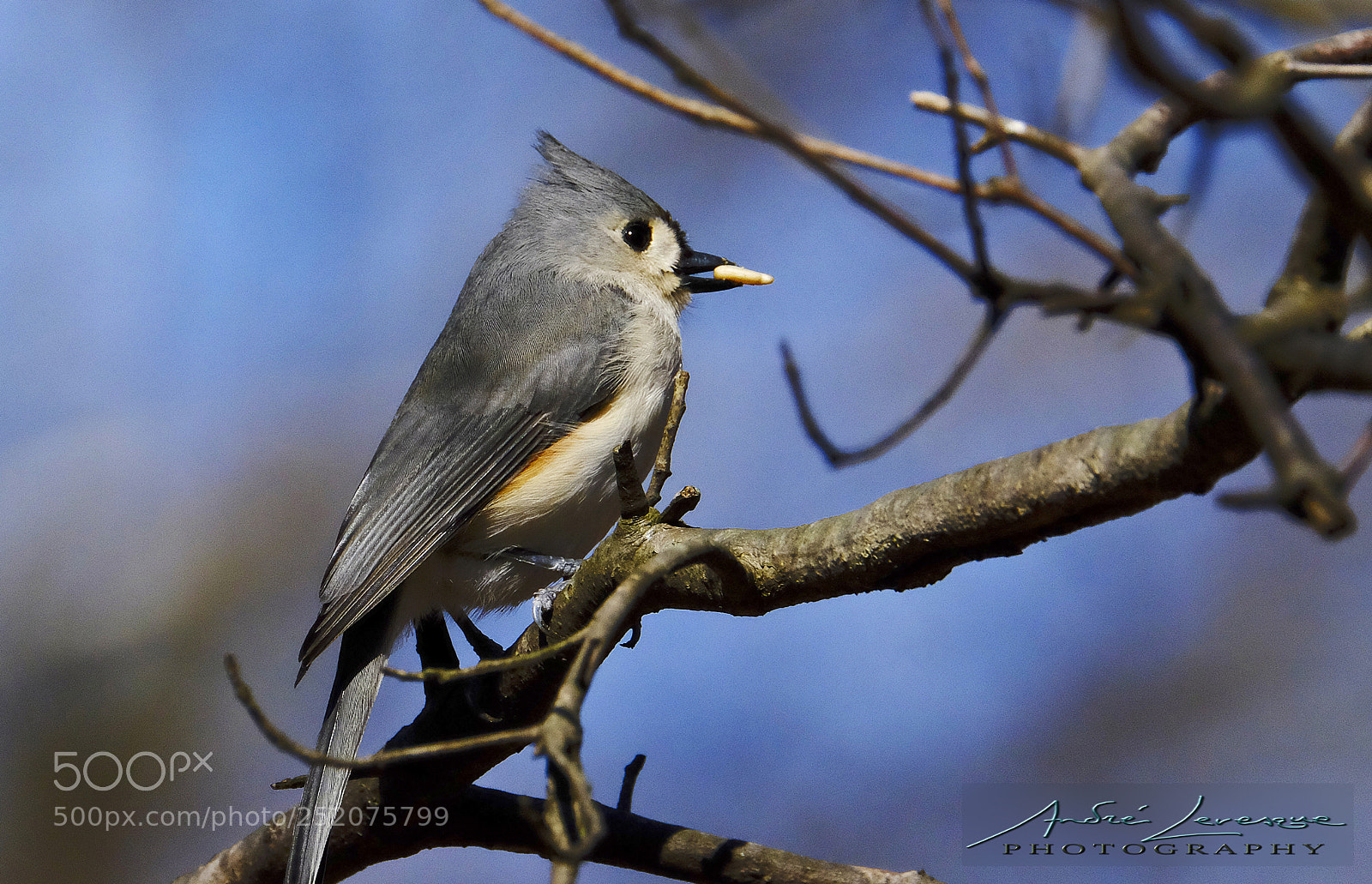 Fujifilm X-T10 sample photo. Tufted titmouse 2 photography