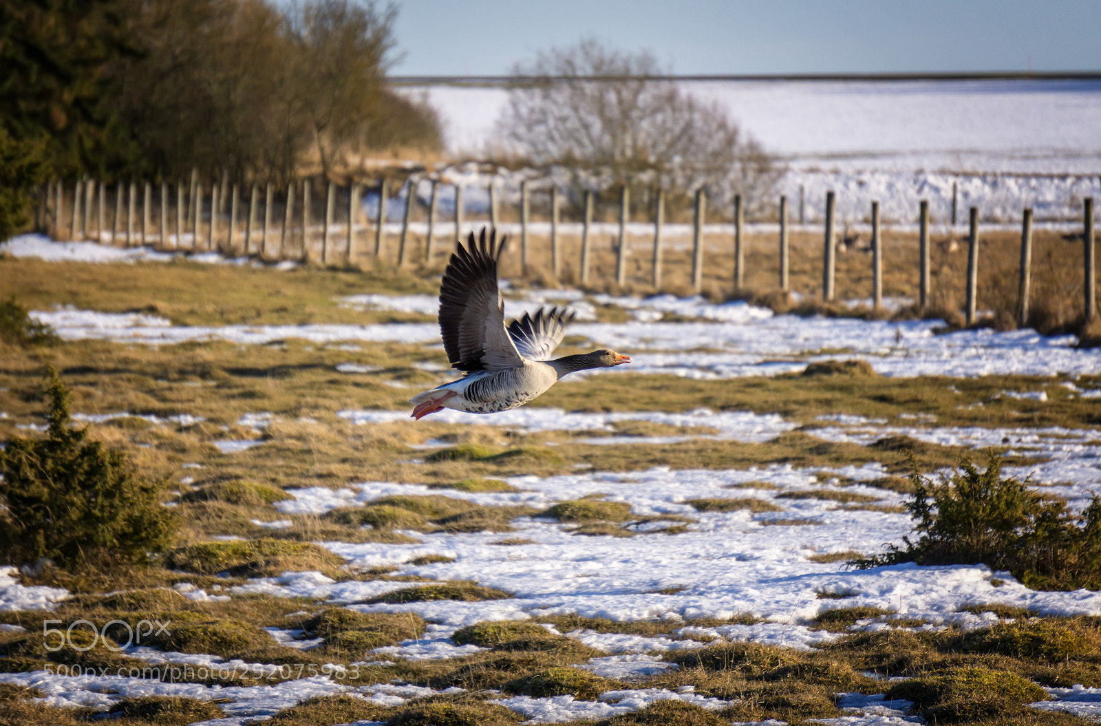 Sony a6000 sample photo. Goose photography