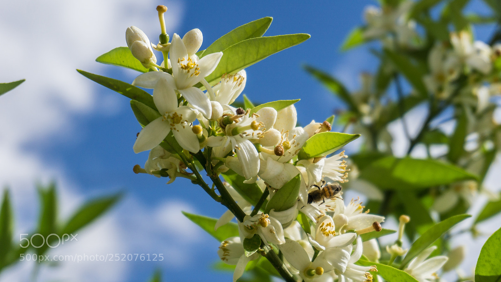 Sony a6000 sample photo. Spring is here ! photography