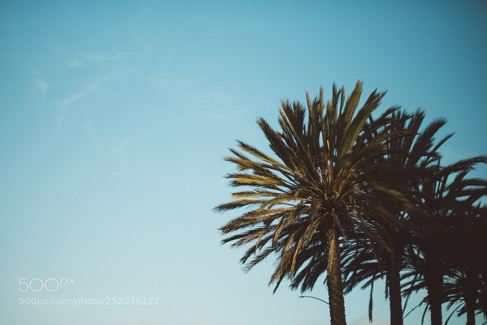 Fujifilm X-E2S sample photo. Palms @ emeryville photography