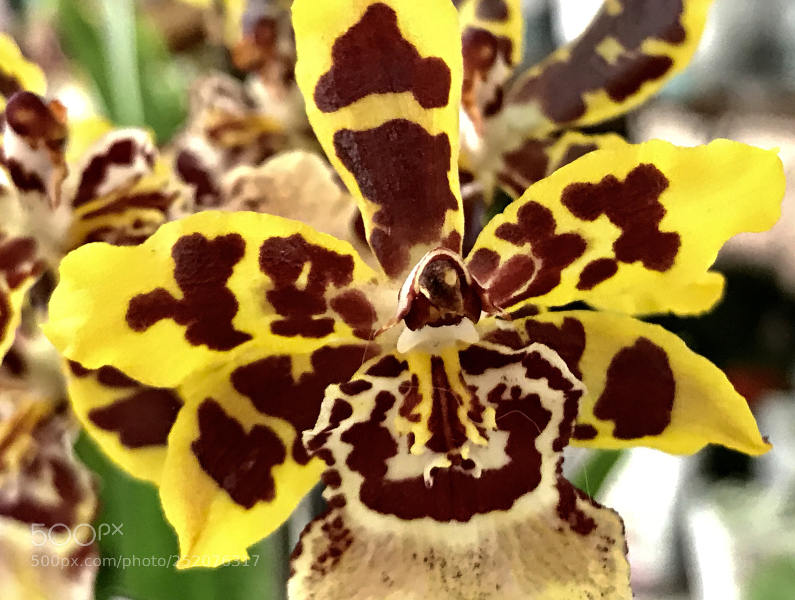 Apple iPhone 7 Plus sample photo. Orchids photography
