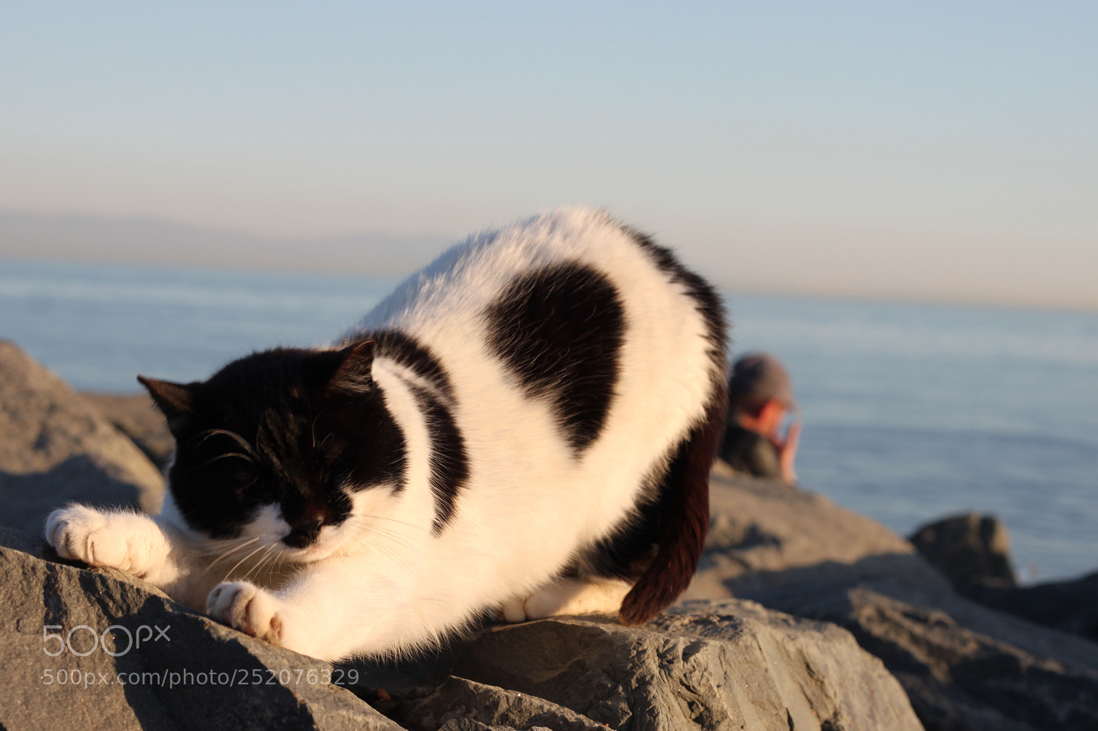 Canon EOS 500D (EOS Rebel T1i / EOS Kiss X3) sample photo. Cat  photography