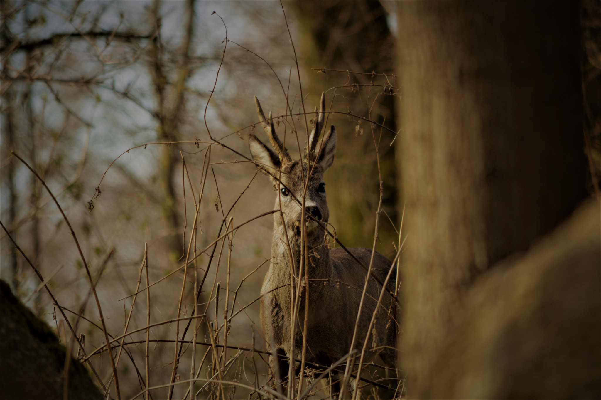 Nikon D3200 sample photo. Stalker o.0 photography