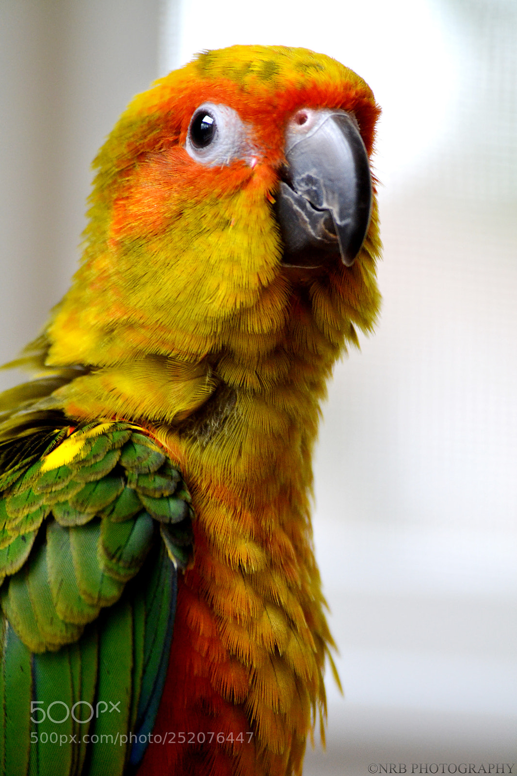 Nikon D3100 sample photo. Spanky photography