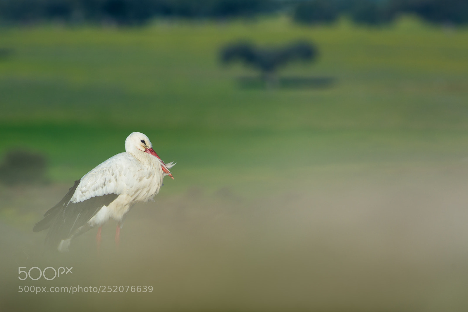Nikon D7100 sample photo. White stork and dehesa photography