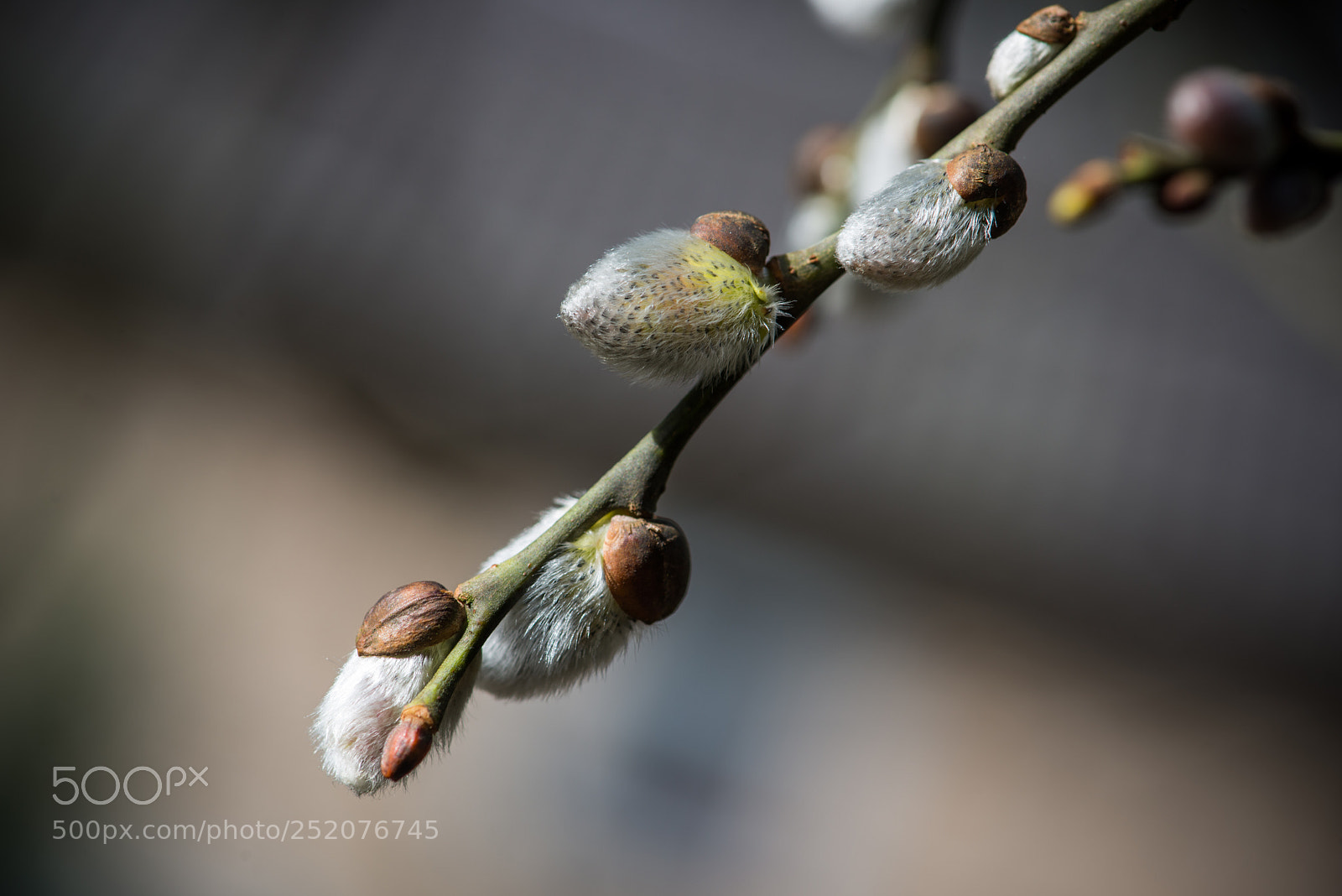 Nikon D800 sample photo. Springtime photography