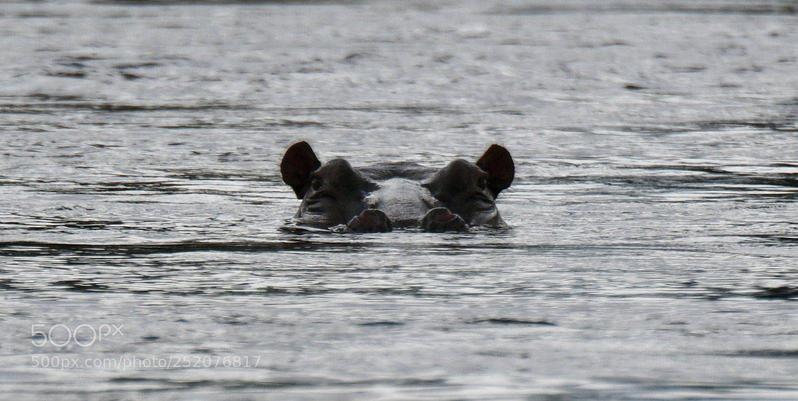 Nikon D500 sample photo. I see you photography