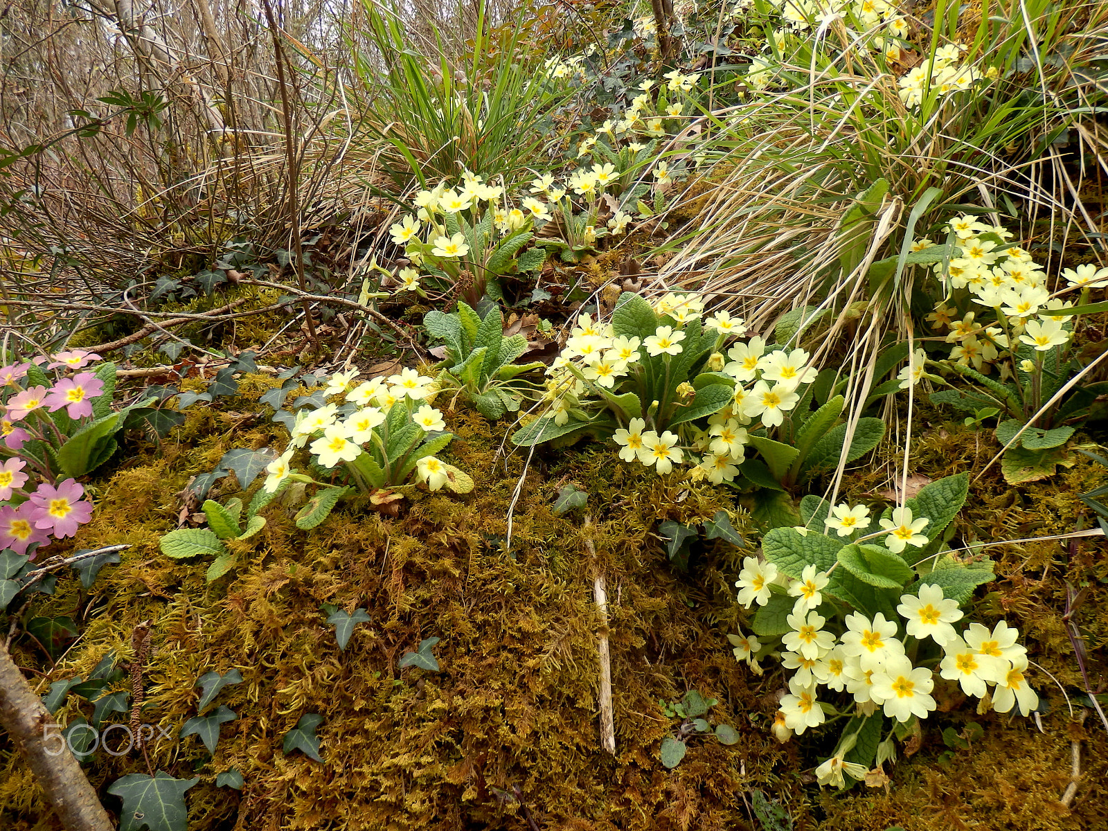 Olympus SZ-31MR sample photo. Primrose (primula vulgaris) photography