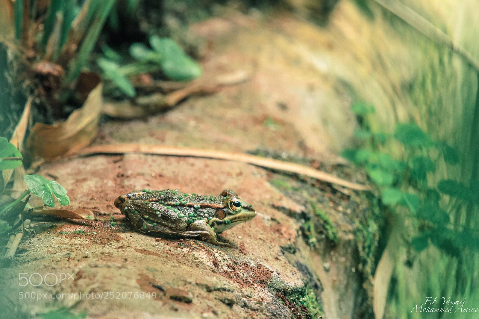 Canon EOS 7D sample photo. Frog photography