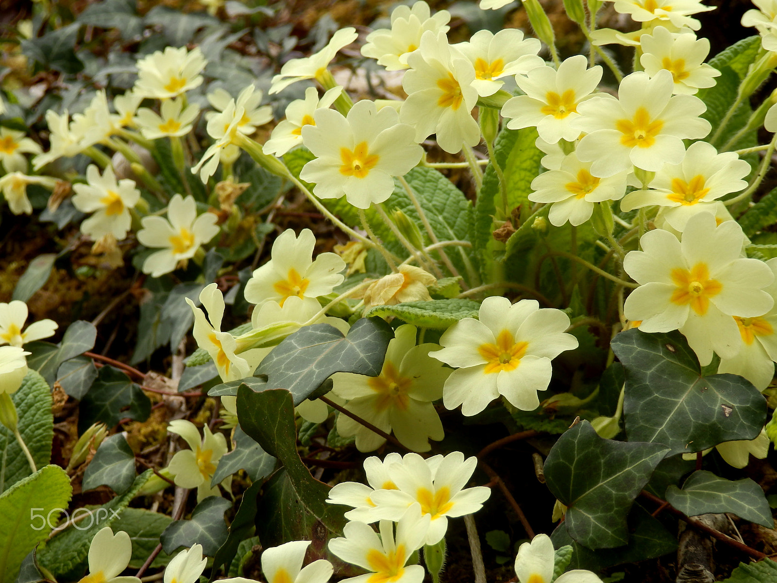 Olympus SZ-31MR sample photo. Primrose (primula vulgaris) photography