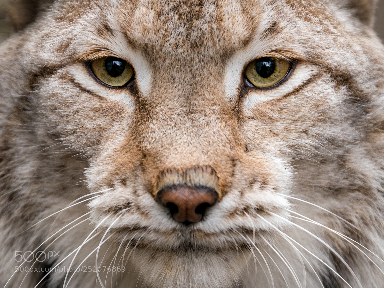 Canon EOS 80D sample photo. Lynx photography