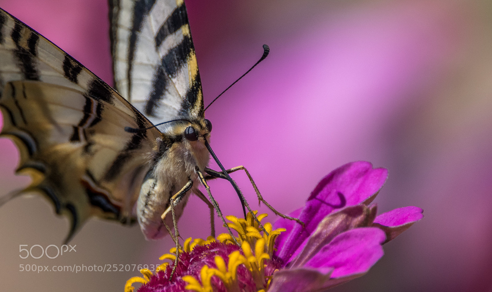 Nikon D500 sample photo. Butterfly on pink photography