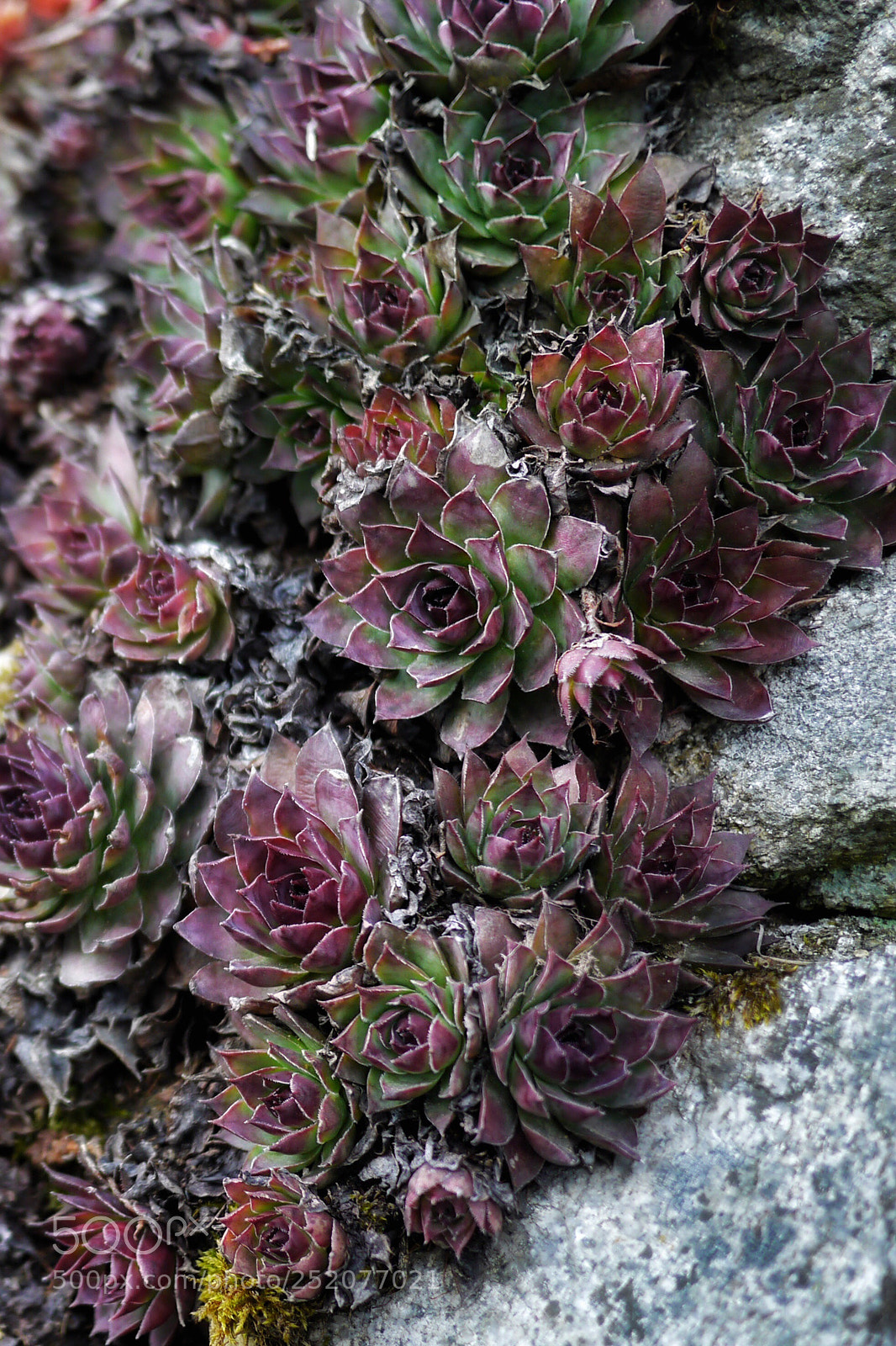 Panasonic Lumix DMC-G3 sample photo. Sempervivum #84 photography