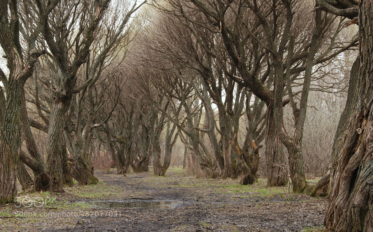 Nikon D60 sample photo. Eaaeorig photography