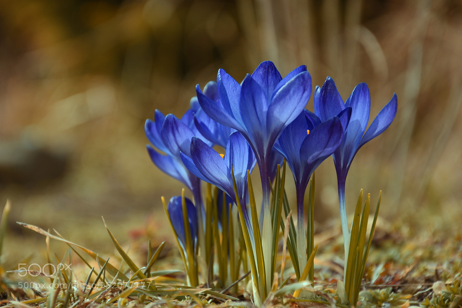 Nikon D7200 sample photo. Spring flowers crocuses. photography