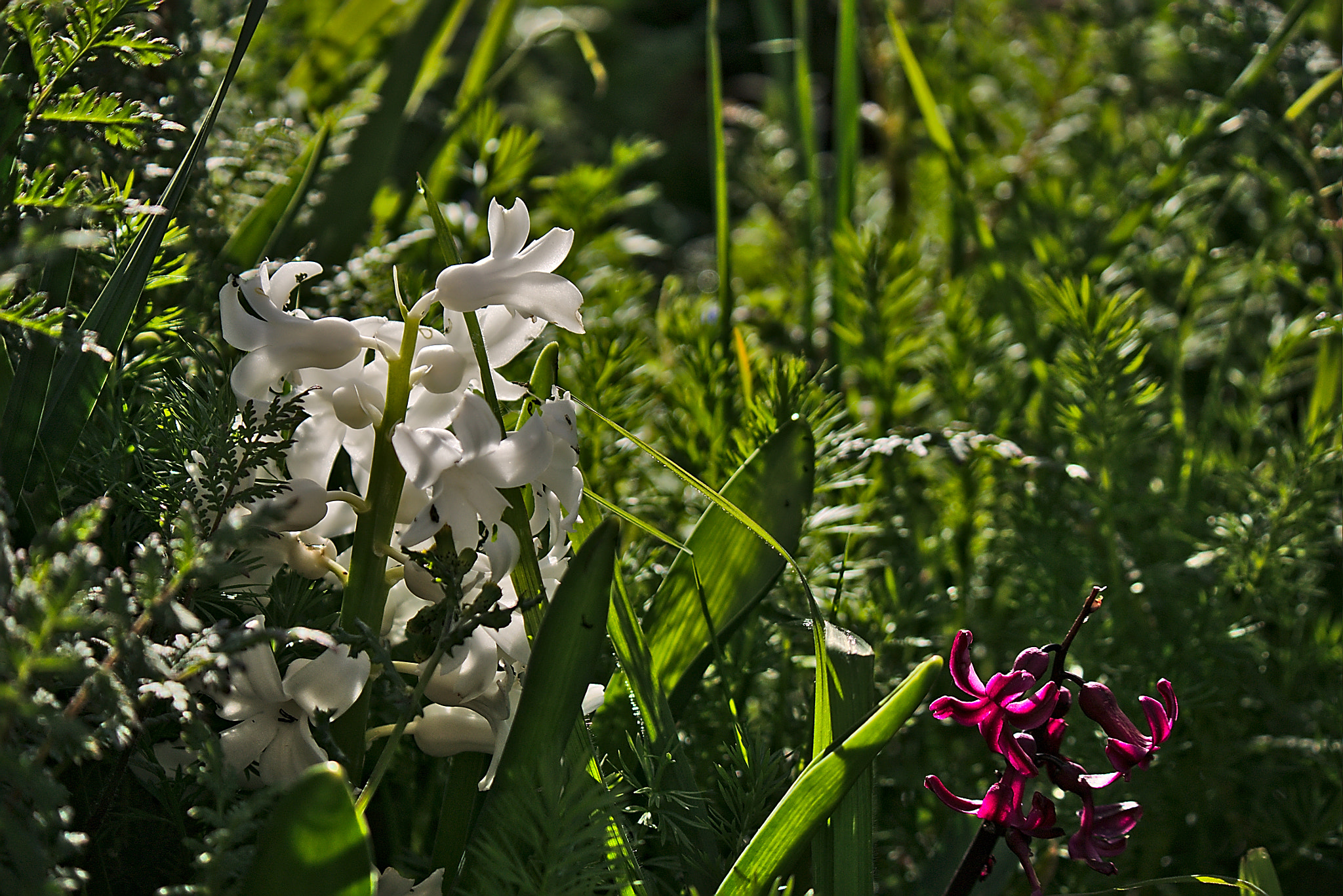 Panasonic Lumix DMC-GM1 sample photo. 2018 04 02 05 hyacinth.jpg photography