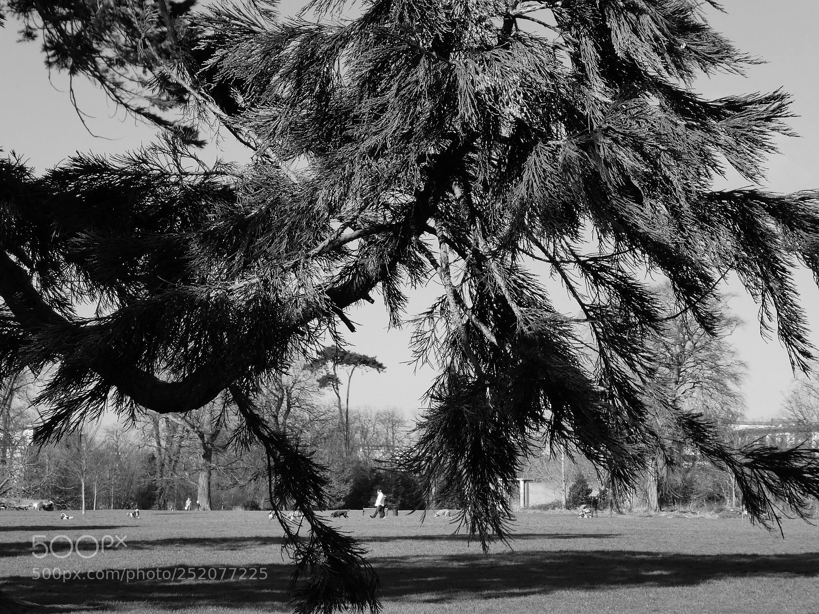 Panasonic DMC-TZ81 sample photo. Shadow photography