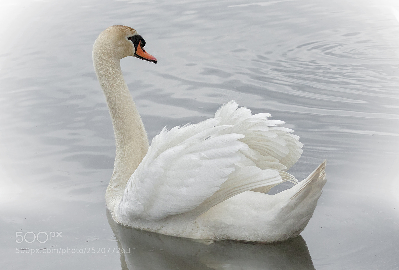 Canon EOS 50D sample photo. Swan in backlight photography