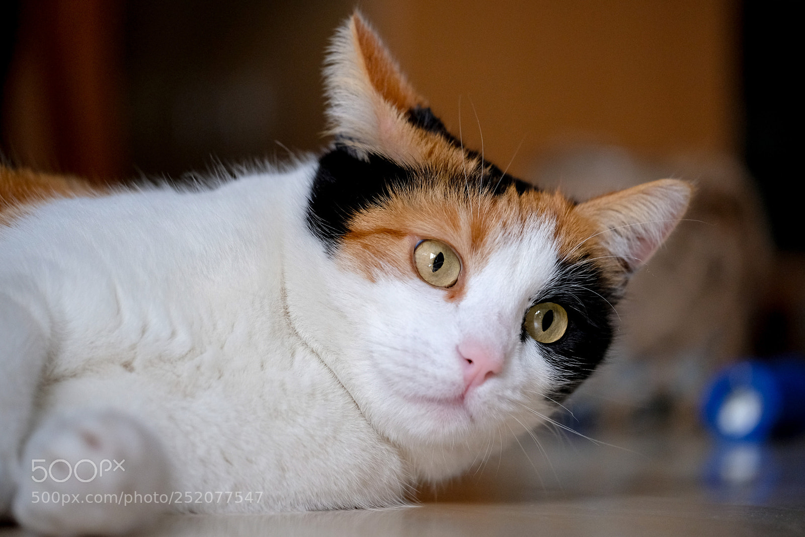 Fujifilm X-T20 sample photo. Curious colored cat photography