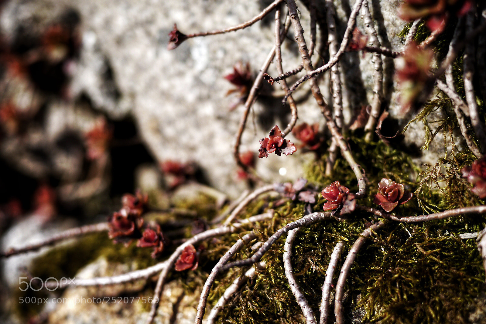Panasonic Lumix DMC-G3 sample photo. Moos #85 photography