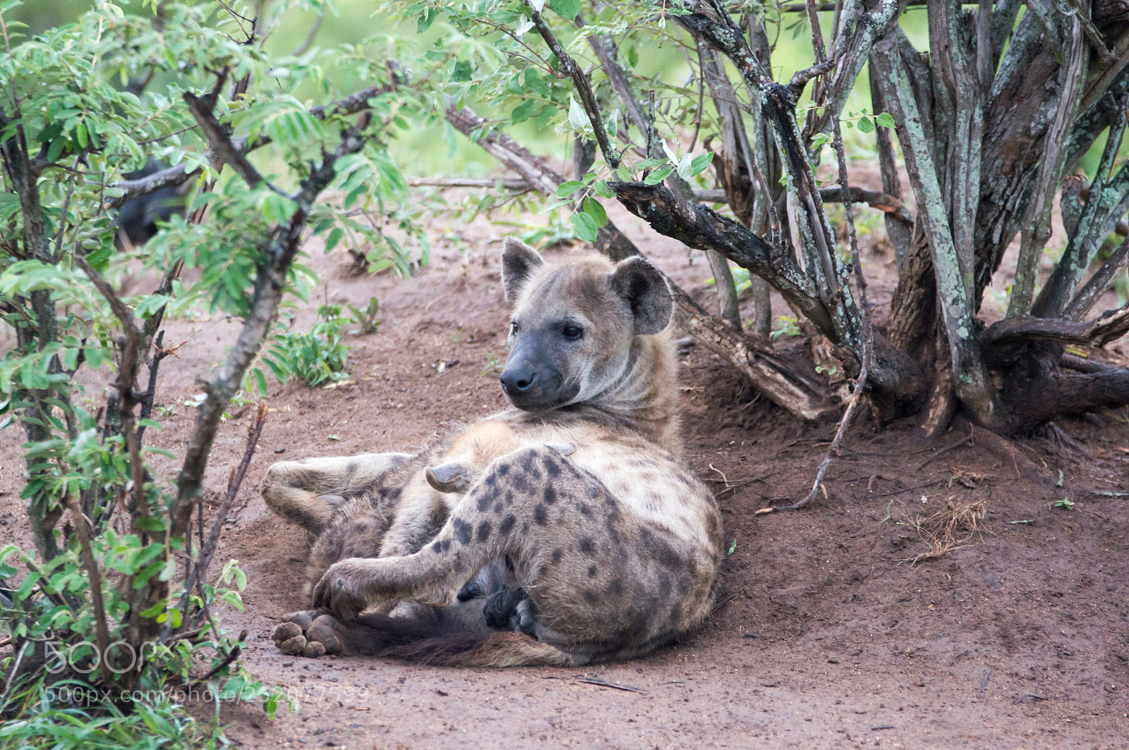 Nikon D3200 sample photo. Hyaena photography