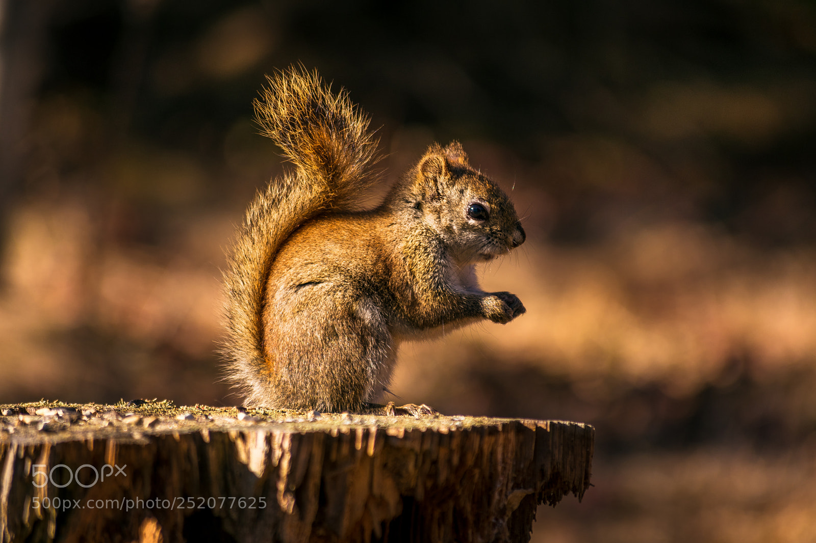 Nikon D3400 sample photo. Point pleasant squirrel photography