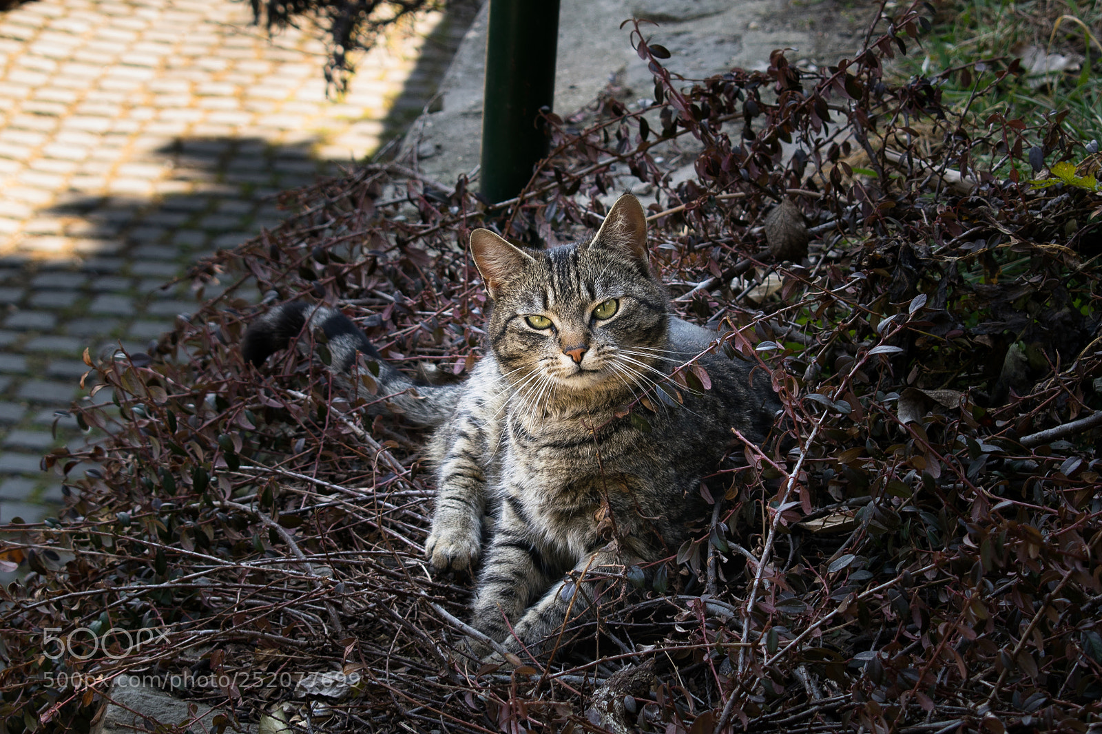 Nikon D3300 sample photo. Cat in the bush photography