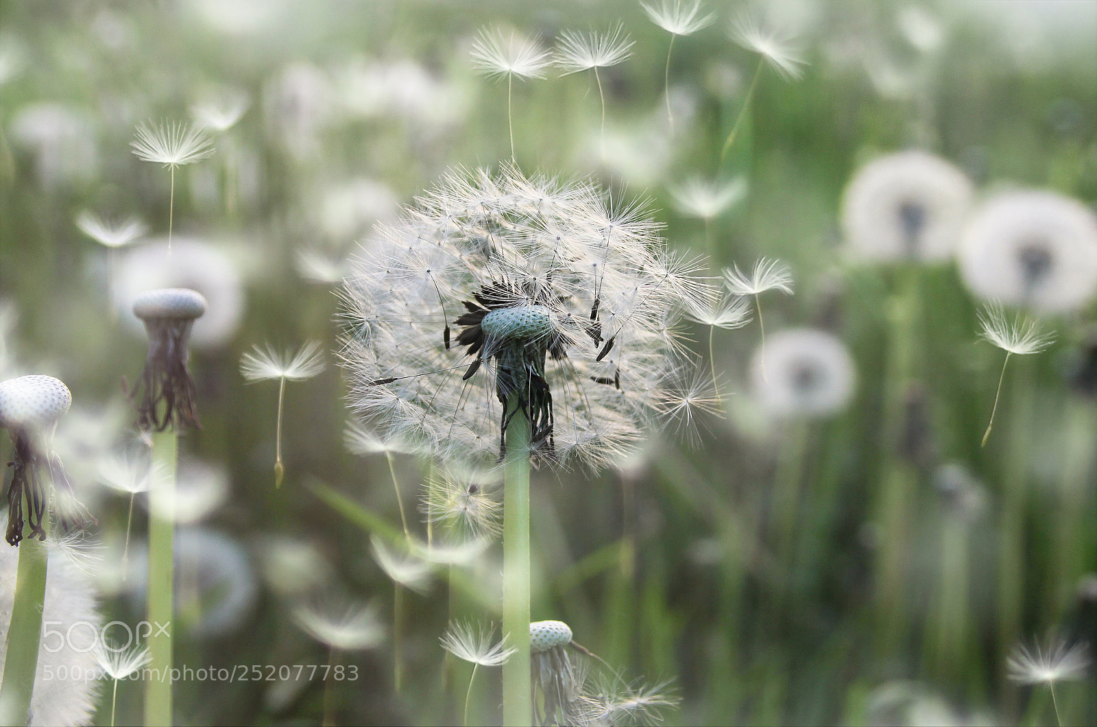 Canon EOS 600D (Rebel EOS T3i / EOS Kiss X5) sample photo. Dandelion photography
