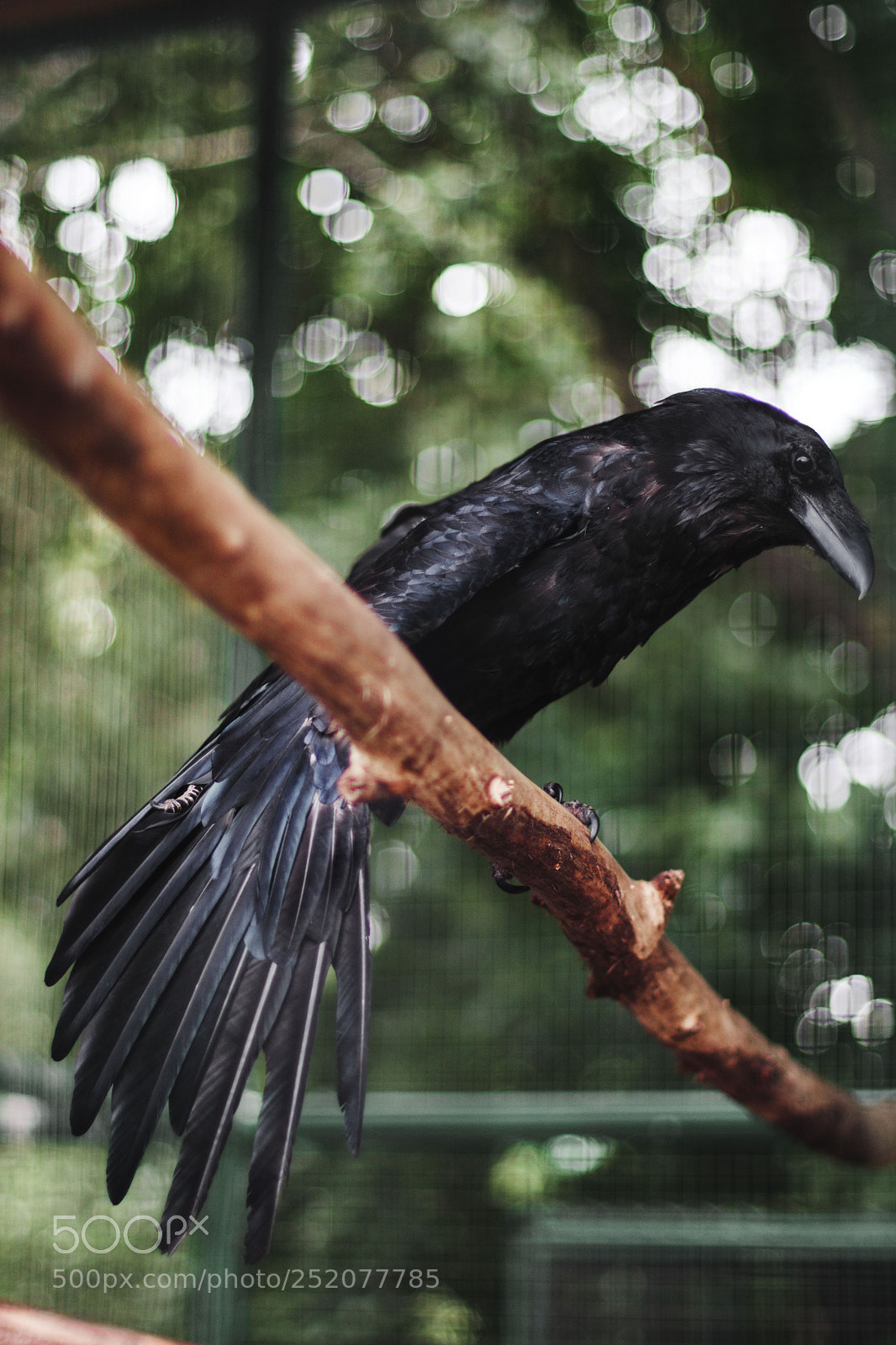 Canon EOS M5 sample photo. Raven photography