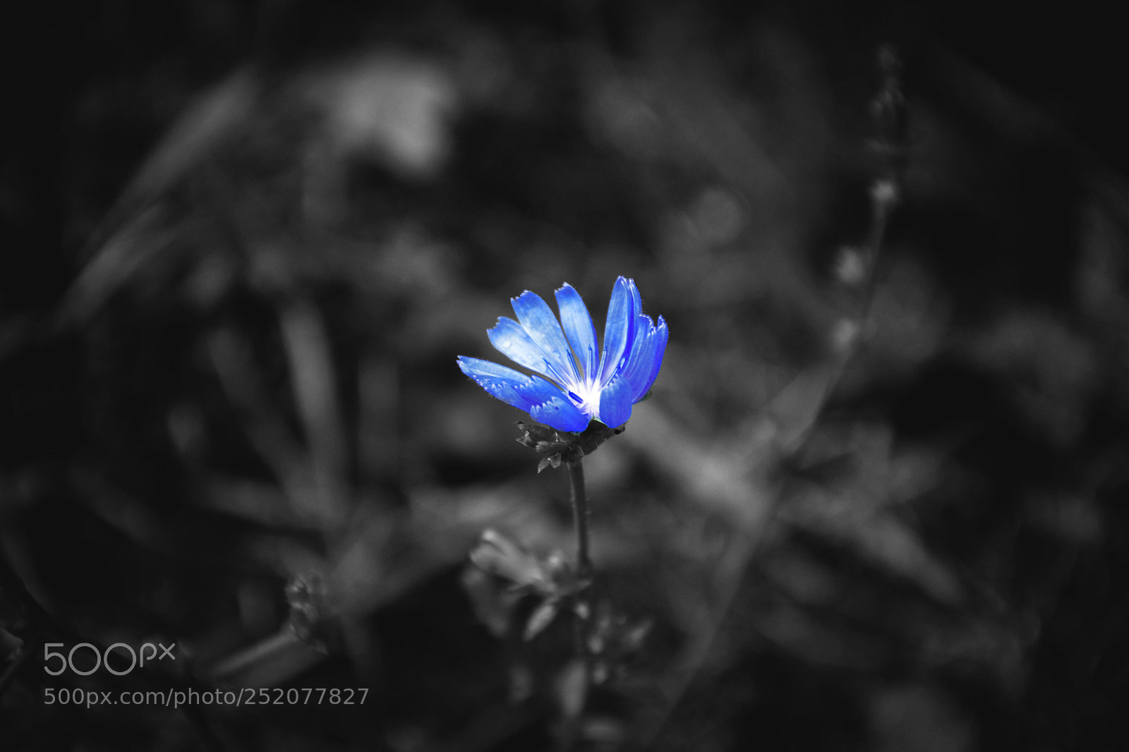 Nikon D5300 sample photo. In black photography