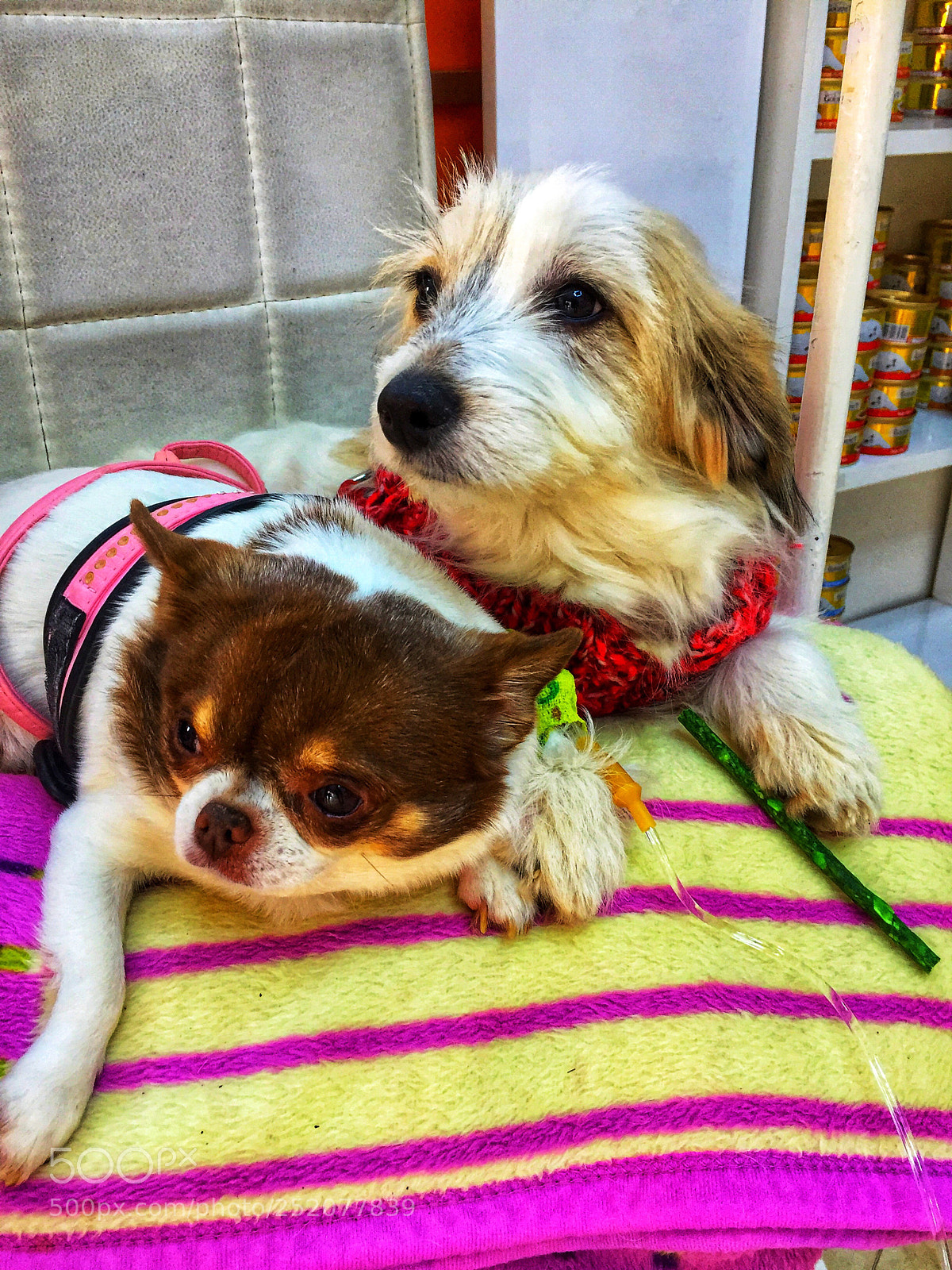 Apple iPhone 6 sample photo. Pasha&sasha ??  photography