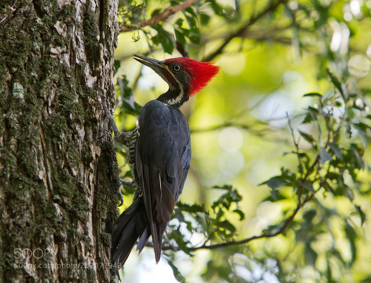 Canon EOS 7D sample photo. Lineated woodpecker photography