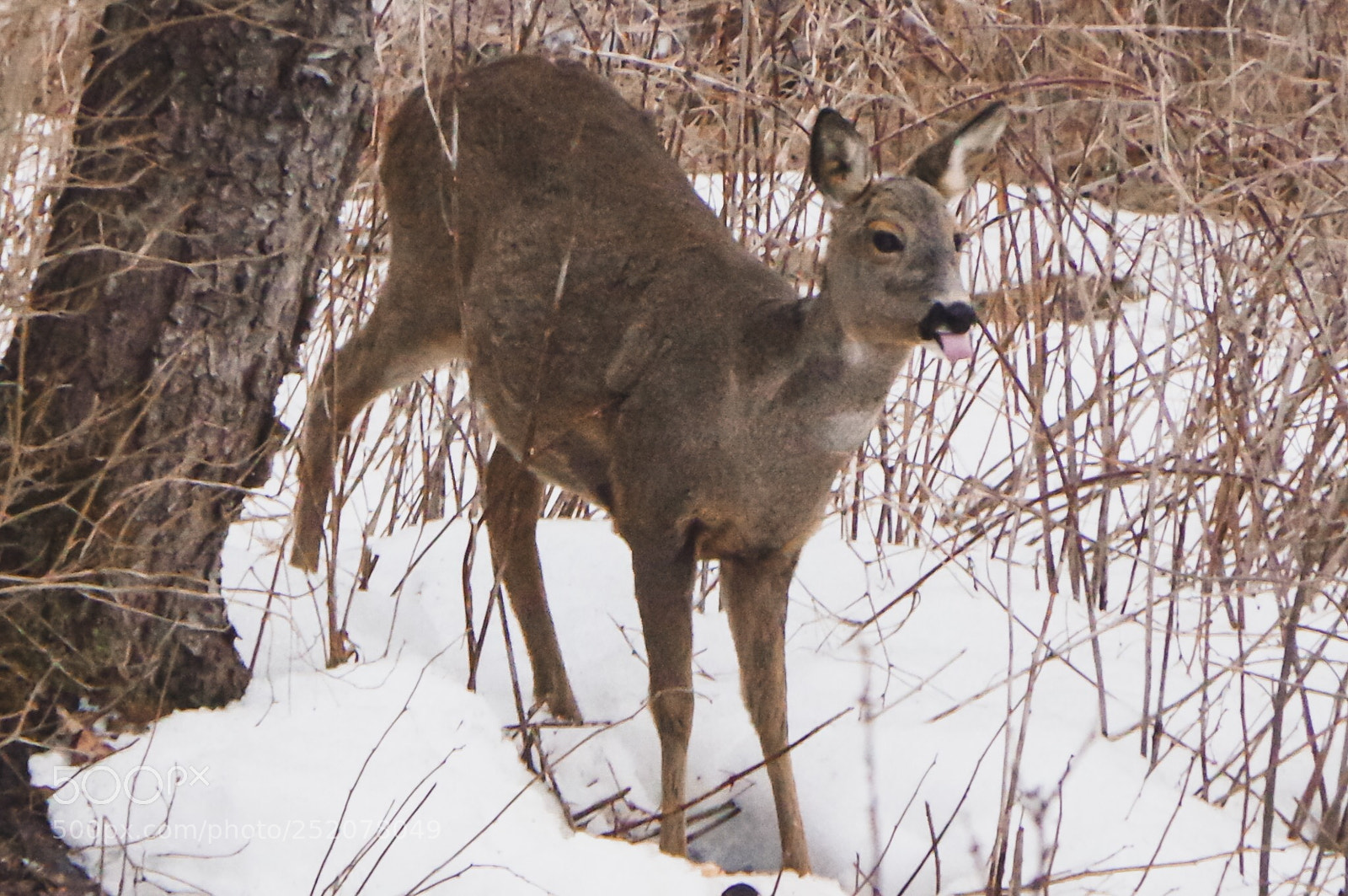 Pentax K-3 II sample photo. Show me the tounge photography