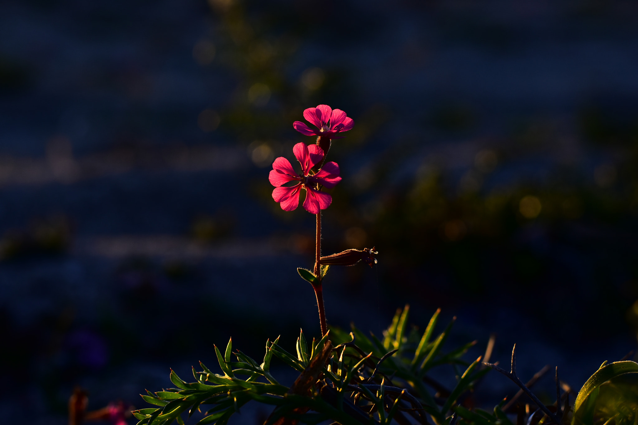 Nikon D7200 + Nikon AF-S Nikkor 50mm F1.8G sample photo. Ls5 photography