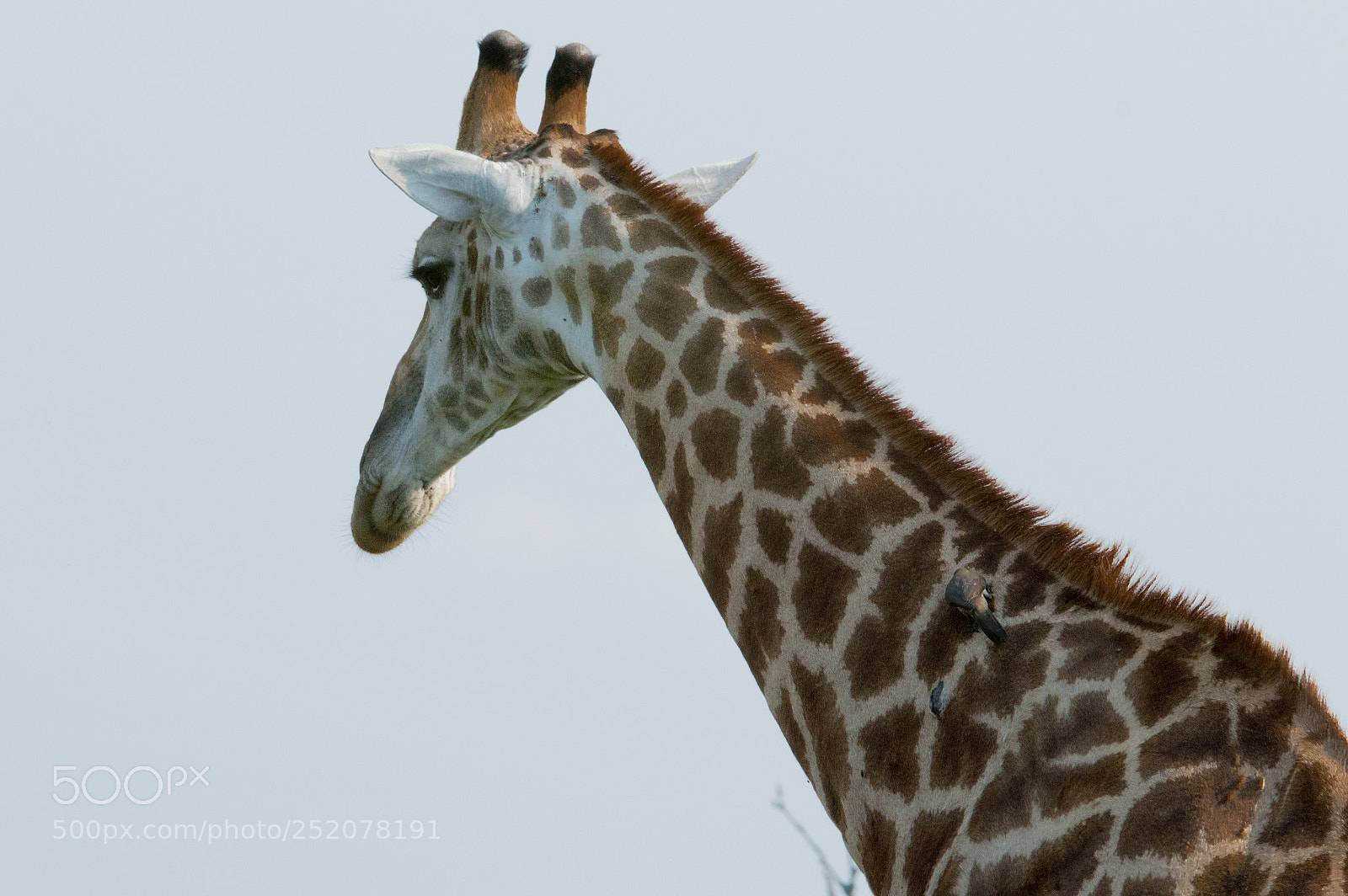 Nikon D3200 sample photo. Giraffe photography